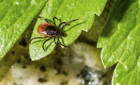 Plants that repel ticks. Things To Know About Plants that repel ticks. 
